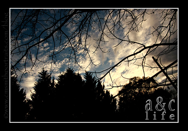 jessetree1-019 jessetree1-019